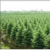 苗木專業戶－南京泉江苗圃常年低價銷售雪松廣玉蘭紅葉石楠蜀檜