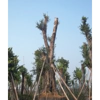 供應四川黃葛樹大樹，瀘州大黃葛樹，黃葛樹大樹價格