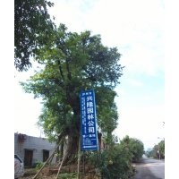 瀘州黃葛樹大樹供應商