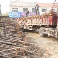榆樹優良榆樹基地