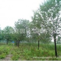 供應13-20公分白蠟