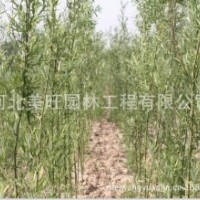 供應2公分竹柳