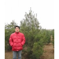 3米白皮松產地 山東3.5米白皮松 北京3米白皮松