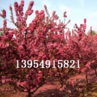 北美海棠，北美海棠芽苗，木瓜海棠，木瓜苗。流蘇苗，果樹苗
