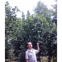 供應茶花、臘梅