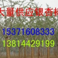 供應銀杏，銀杏樹，銀杏苗木，銀杏小苗，銀杏樹苗，白果樹