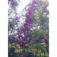 供應旱柳 國槐 金葉復葉槭