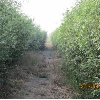 供應1-3年竹柳