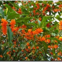湖南桂花，湖南丹桂，湖南茶花，湖南茶梅，湖南杜鵑