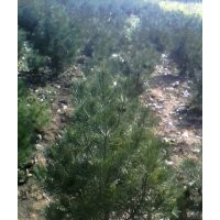 原生國槐，帶帽國槐，白皮松，柳樹，油松，側柏