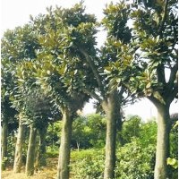 供應(yīng)：湖南廣玉蘭，米徑8-12公分廣玉蘭