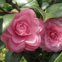 茶花養殖技術