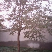 大量出售各種規(guī)格，構(gòu)樹。