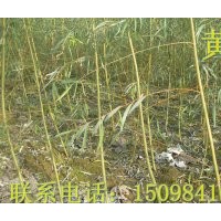 柳樹 柳樹 柳樹 柳樹 2-8公分量大?。。?/></a>
<div><a href=