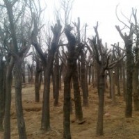 供應15-50公分國槐 白蠟小苗