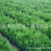 出售側柏