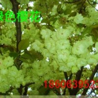 紅葉櫻花，綠色櫻花，紅色雙櫻花，單櫻花