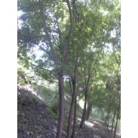 售8到10的國槐4萬棵，10到30的國槐