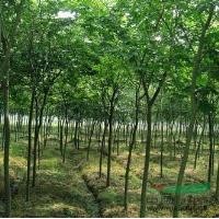 江蘇櫸樹價格，櫸樹基地