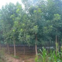 白蠟白蠟大白蠟山東白蠟速生白蠟