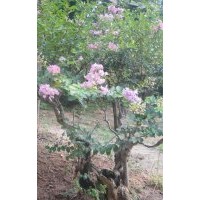 安慶龍山名樹園出售大規格紫薇
