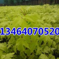 優質金葉復葉槭小苗培育基地