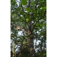 供應蒙古櫟、梨樹、山楂、刺槐、火炬