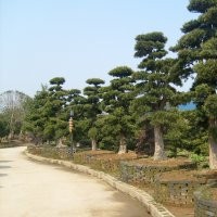供應：湖南桂花、湖南廣玉蘭、湖南羅漢松、湖南香樟、湖南杜鵑