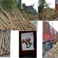 批量供應(yīng)【大紅紫薇】，量大從優(yōu)