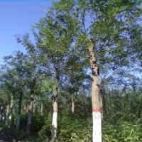 白蠟-千頭椿樹-毛白楊-１０７楊-柳樹-法桐苗木