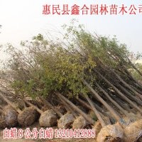 山西白蠟供應商 大同白蠟8公分白蠟20000棵