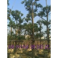 盆架子供應(yīng)，盆架子報價，盆架子批發(fā)
