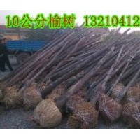 供應天津榆樹苗木種植基地10公分榆樹8000棵、苗圃苗、隨時起苗