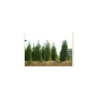 1-8米白皮松，油松，側柏，華山松