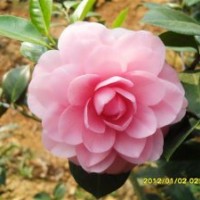 山茶花批發 各種花木批發