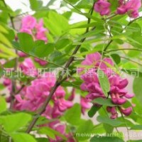 供應1-3公分香花槐