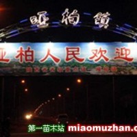 紫葉矮櫻|陜西營養缽紫葉矮櫻|紫葉矮櫻規格齊全