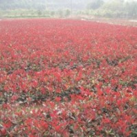 紅葉石楠|陜西新品系紅葉石楠|陜西綠化苗木花卉一站式集散鎮