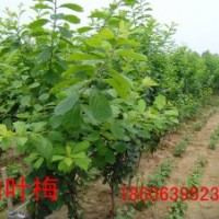 供3公分的榆葉梅，美人梅，紅葉李哪里有？