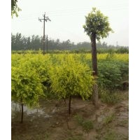 供應聊城速生國槐、濱州速生國槐、菏澤速生國槐