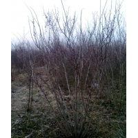 常年供應叢生紫荊、叢生木槿、叢生紫薇、叢生紅瑞木等綠化苗