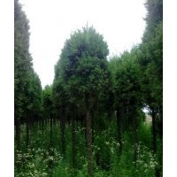 出售一批高桿蜀檜、木槿、紫荊、櫸樹、欒樹等綠化苗
