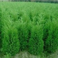 河南檜、大葉女貞 、紅葉石楠、黃金柳、紫薇、國槐、北欒、玉蘭