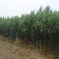 供應白榆