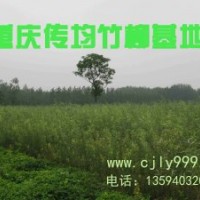 傳均林業竹柳推廣試種計劃--竹柳苗2.5元\株