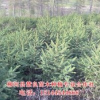 供應云杉，云杉苗，云杉樹苗，云杉小苗，青仟云杉，紅皮云杉