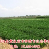 出售30-50公分黑松樹苗，1-10年黑松樹苗，營養杯黑松苗