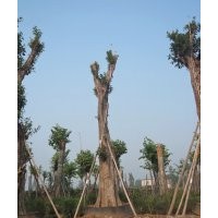 出售Ф90cm四川黃葛樹大樹，瀘州大黃葛樹