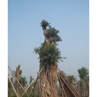 出售50-200cm黃葛樹大樹，四川黃葛樹大樹