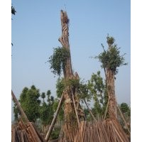 提供Ф143cm四川大黃葛樹，黃葛樹大樹圖片，黃葛樹大樹